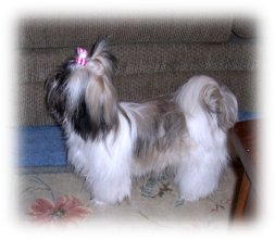 Jasmine Pixie Dust | Shih Tzu 