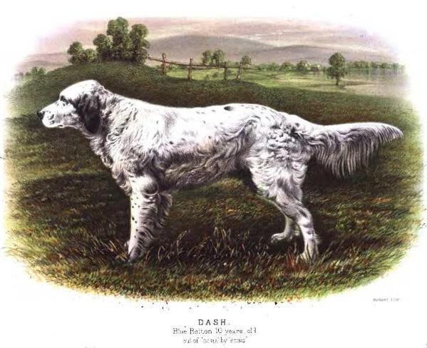 Dash 2nd (18??) 1341 (Old Blue Dash) (Pinkerton's) | English Setter 