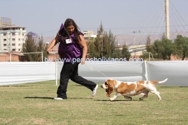 Brave Basset Jezebell | Basset Hound 