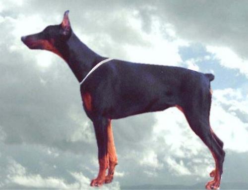 Bania de Enfasis (LOE 1404397) | Black Doberman Pinscher