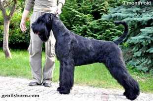 Gently Born GrandStand | Giant Schnauzer 