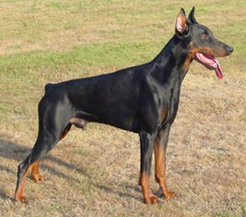 Jotunheim's Lodur | Black Doberman Pinscher