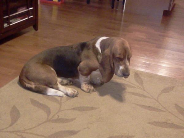 HSF Big Foot Brownie | Basset Hound 