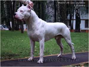 WAINO DE LOS QUILMES | Argentine Dogo 