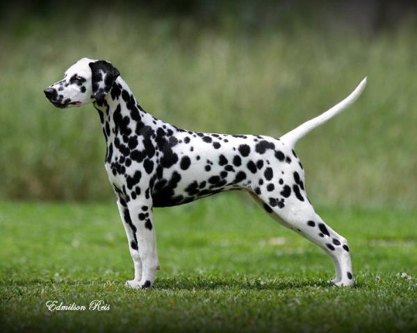 Whitecap Merry Sunny | Dalmatian 