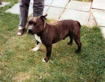 Staffshaven Submariner | Staffordshire Bull Terrier 