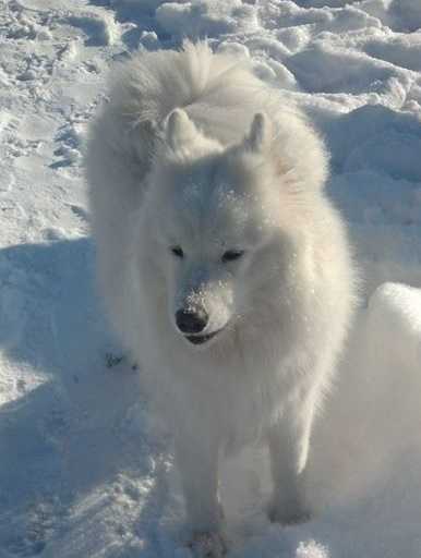 Barbara Bience Northe Star | Samoyed 