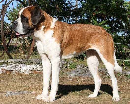 Baltic du Val du Morakopt | Saint Bernard 