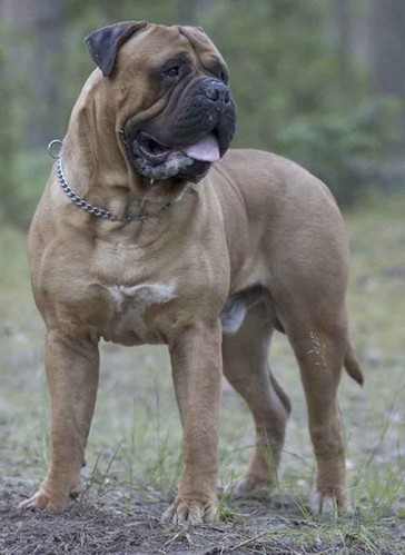 Dynamic force limited edition | Bullmastiff 