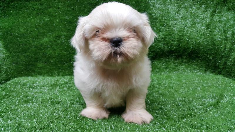 SHAMCEY BJ FURRYTAILS | Shih Tzu 