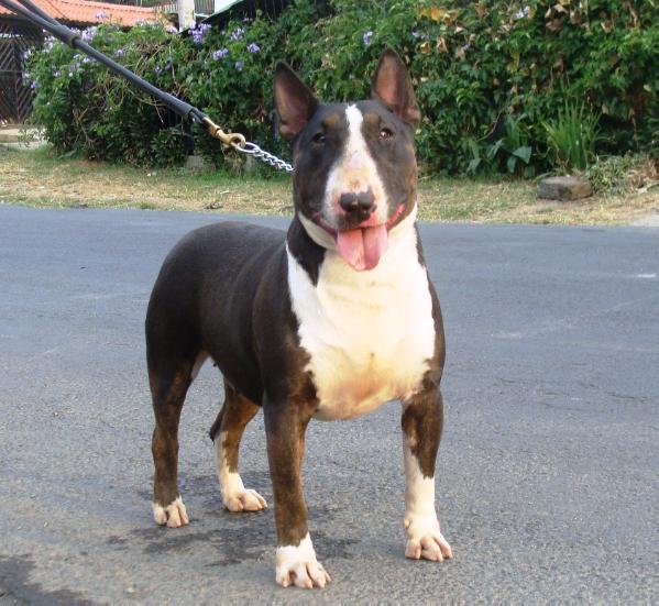 Lucy in the sky of ventus | Bull Terrier 