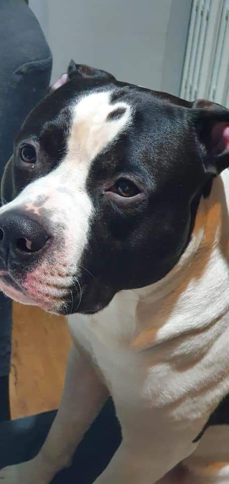 Noble heart bodacious | American Staffordshire Terrier 