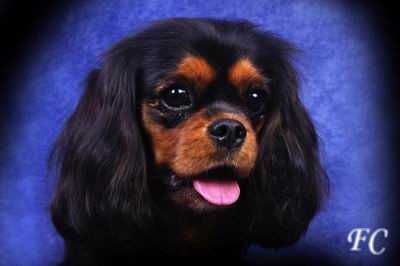 Coco De L'Amour Flowers City | Cavalier King Charles Spaniel 