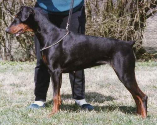 Lina v. Hagenstern | Black Doberman Pinscher