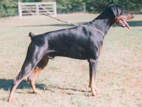 Vlax v. Mahuba | Black Doberman Pinscher