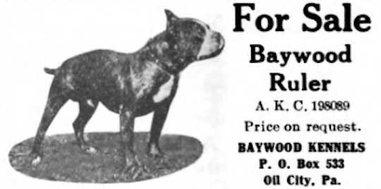 Baywood Ruler | Boston Terrier 