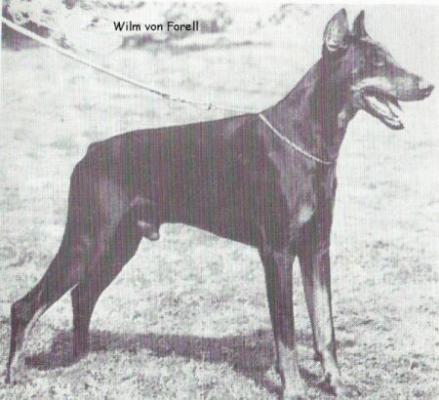 Wilm v. Forell | Black Doberman Pinscher