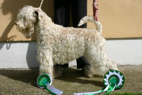 Hobel La Nollag | Soft Coated Wheaten Terrier 