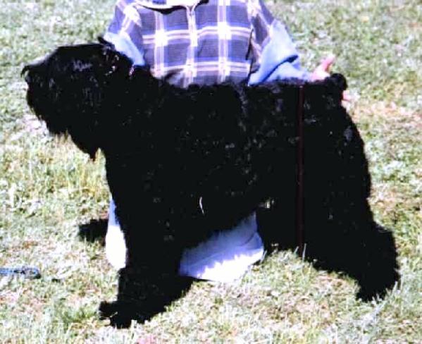 Anouk de Montmirail | Bouvier des Flandres 