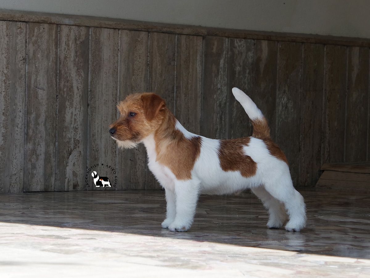 Jackandfish Angry Ted | Jack Russell Terrier 