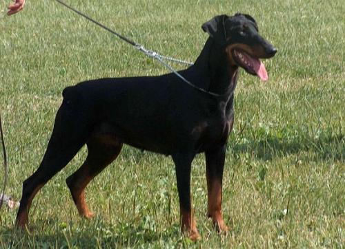 Ashley v. Elbenwald | Black Doberman Pinscher