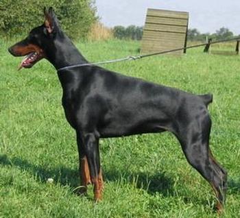 Fiji Betelges | Black Doberman Pinscher