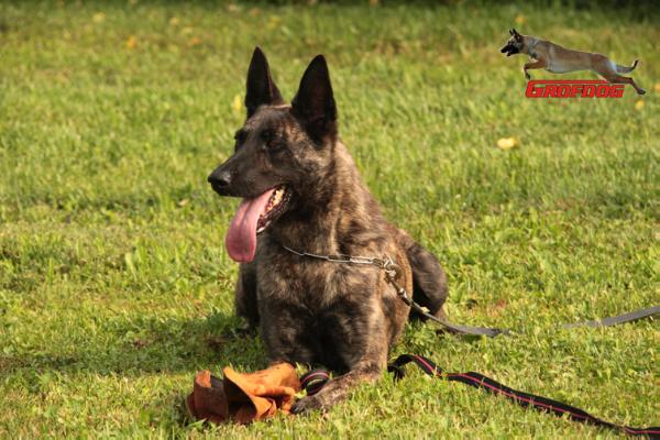 Chili Fly Dogs Attak | Dutch Shepherd 