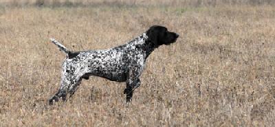 Ks seehof conan | German Shorthaired Pointer 