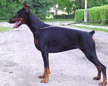 Gravin Hana z Padoku | Black Doberman Pinscher