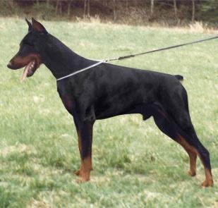 Ambross Goldest Diamond | Black Doberman Pinscher