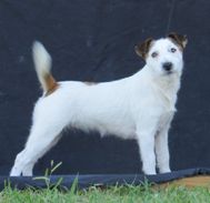 Baires JR All You Ever | Jack Russell Terrier 