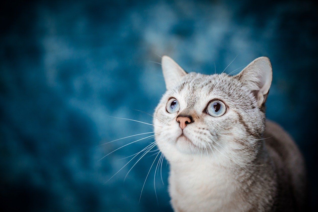 Cat Behavior Problems: Understanding and Resolving Issues