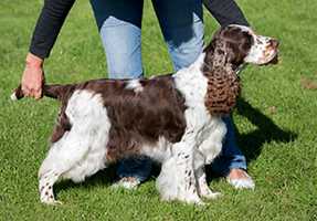 Mompesson Gypsy Spice | English Springer Spaniel 