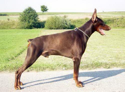 Gambler's Gain di Casa Shirak | Brown Doberman Pinscher