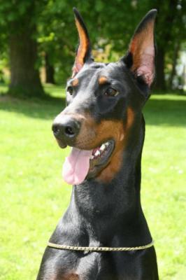 Gemma Gemielle di Casa Shirak | Black Doberman Pinscher