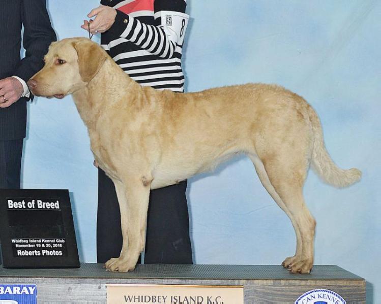 Madrona's Mist of Cle Elum | Chesapeake Bay Retriever 