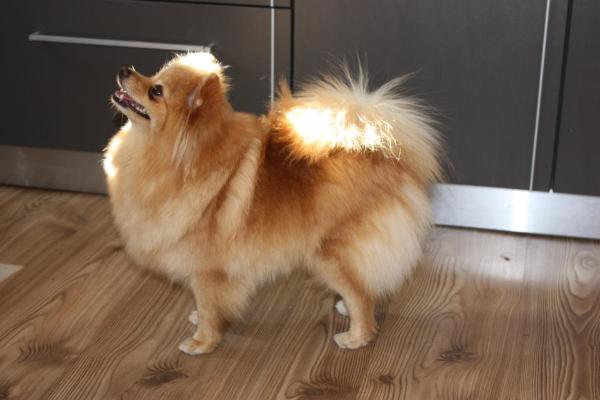 Foxy Nose Harmony | German Spitz 