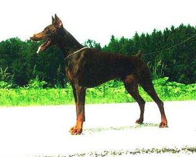 Muck v. Dammberg | Brown Doberman Pinscher