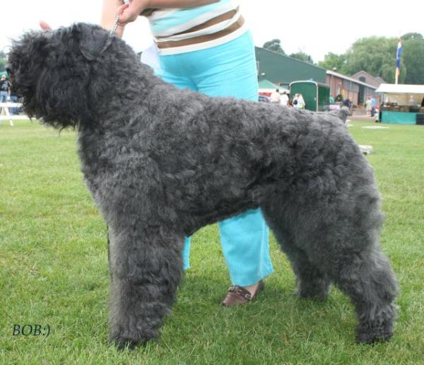 Gijs Santos from the Dogsfarm | Bouvier des Flandres 