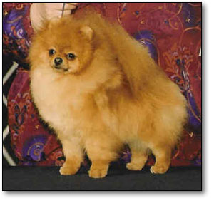 Bi-Mar's Amazing Grace Red Baron | Pomeranian  Bi-Mar's Amazing Grace Red Baron | Pomeranian