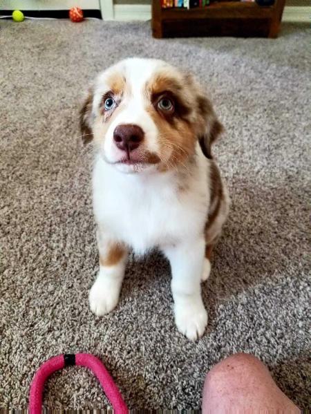 Sapphire's Shelter Through The Storm | Australian Shepherd 