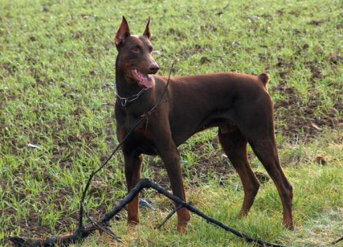 Ashanti di Casa Shirak | Brown Doberman Pinscher