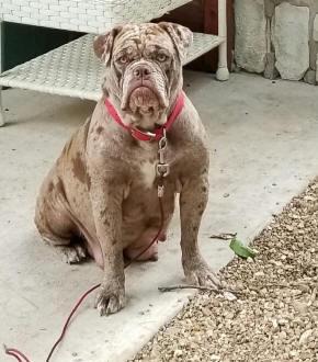 Bullmaster's Halo Dolly | Olde English Bulldogge 