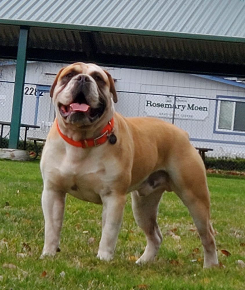 FNF Bulldogges’ Big Man | Olde English Bulldogge 