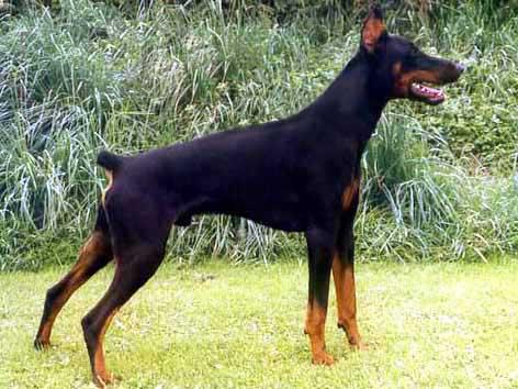 Dito di Casa Shirak | Black Doberman Pinscher