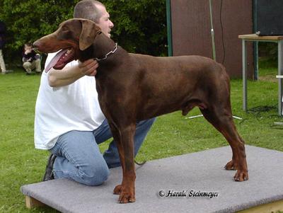 Arno v.d. Burgstätte | Brown Doberman Pinscher