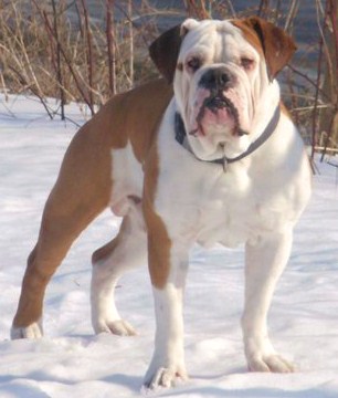 KangPen's Big Chub | Olde English Bulldogge 