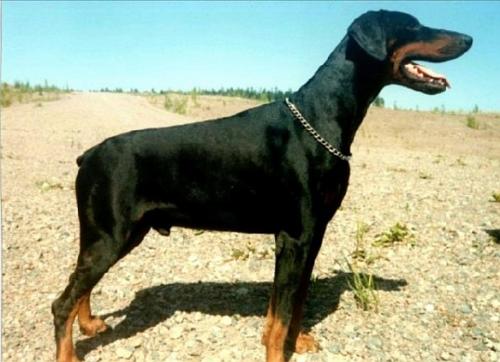 Kebne's Abill | Black Doberman Pinscher