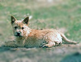 High Flyer's Melania | Norwich Terrier 