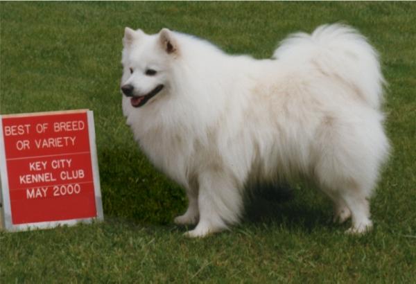 Pepe of Sphinx | American Eskimo Dog 